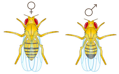 fruit fly vector