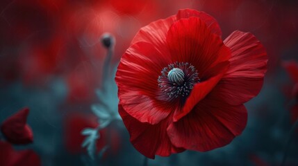 Close-up of a single red poppy flower in bloom, with a blurred background of other poppies and greenery.