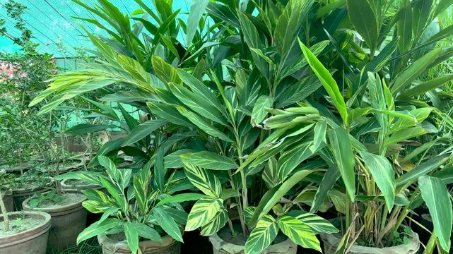 Closeup of Alpinia zerumbet shell ginger plants in llarge clay pot in nursery for sale
