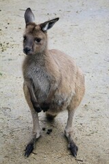 Wallaby on the sand