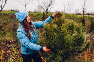 Young gardener brought pine tree on wheelbarrow in autumnal garden to plant into soil. Woman checks evergreen tree