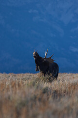 a bull moose does a courtship display with a mountain backdrop