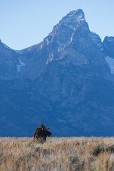 a bull moose stands in sagebrush with a large mountain in the background