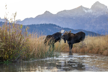 two bull moose drink from a stream at sunset with mountains in the background