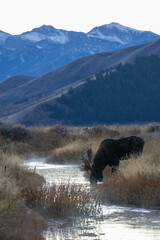 a bull moose drinks from a stream at dusk with mountains in the background