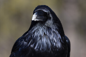 close up portrait of a raven