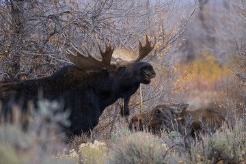 bull moose courts a cow moose