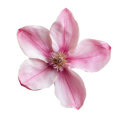 pink magnolia flower isolated on white background