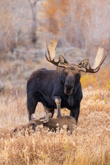 bull moose courts a cow moose