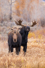 bull moose courts a cow moose