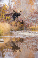 bull moose stands above a steam and is reflected in the water