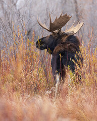 bull moose eats orange willow leaves