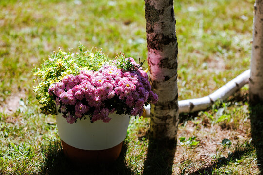 Lush summer blossoms for outdoor events
