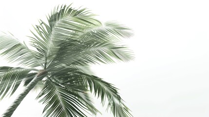 Tropical storm background white isolated background