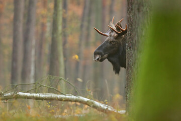 Łoś (Alces alces) moose © Bartosz Rakoczy
