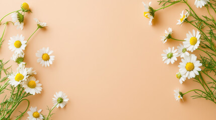 Fresh chamomile daisies arranged on warm beige background create serene and inviting atmosphere, perfect for spring themes or floral designs © ธันวา พรหมคำบุตร