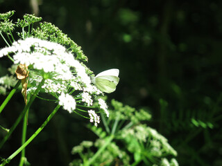 white cabbage butterfly meleta (Pieris melete) sits on a white flower