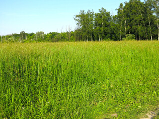 tall green grass in a summer field