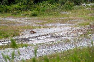 European hare, Lepus europaeus or brown hare in the woods of Southern Bulgaria, Kardzhali region
