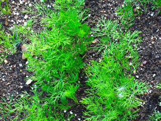 young dill rises in the spring in the garden