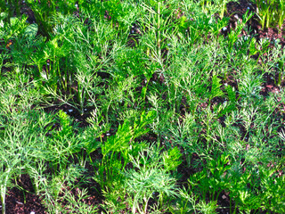young dill rises in the spring in the garden