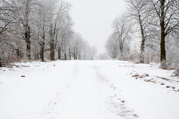  Winter in the forest.