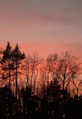 Sunset in the forest