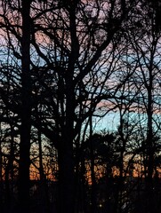 Sunset in the forest