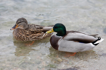 Couple of female and male wild mallards swim on the lake shore
