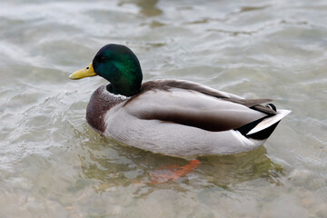 Close up male wild mallard duck swim on the river