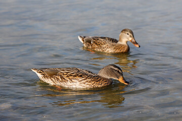 Two female mallard ducks swim in a lake on a spring day