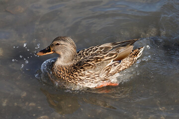 One young female mallard duck swims in the river