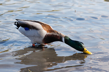 Young beautiful male mallard wild duck eating oats in shallow water