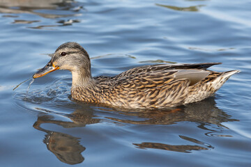 One young female mallard wild duck in the sea
