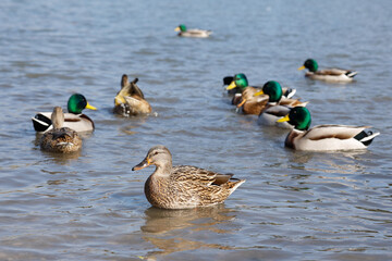 A group of wild ducks swim in a lake on a sunny spring day