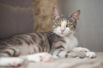 Playful tabby cat resting at home