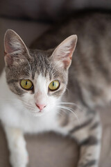 Adorable shorthair striped cat pet at home