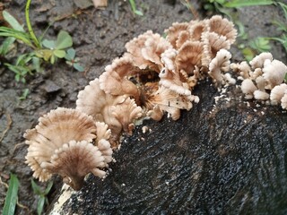 Close-up of a cluster of mushrooms on a tree stump.