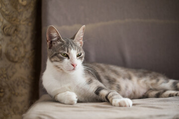 Indoor portrait of a cat