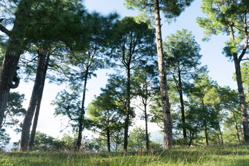 Nature and picnic hiking landscape