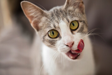 Funny cat pet licking it's nose, indoor portrait