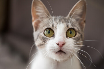 Domestic young tabby cat, indoor portrait