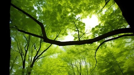 Fototapeta premium Looking Up Through a Canopy of Lush Green Leaves