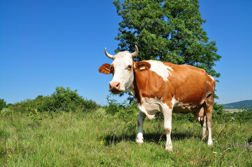 Grazing cow.