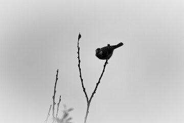 A bird sitting on a branch