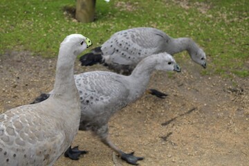 Group of geese