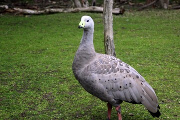 Fluffy goose