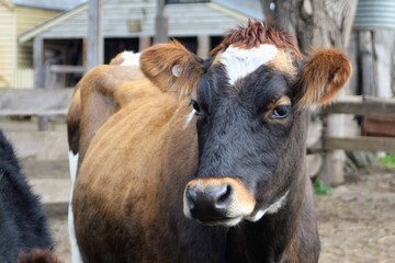 Portrait of a cute cow