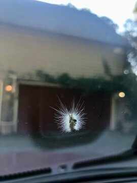Caterpillar on windsheild.