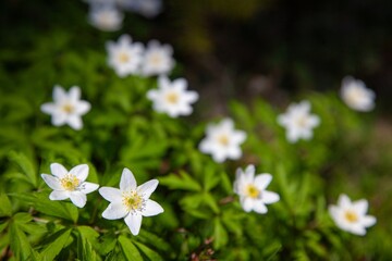 Wood anemone in the forest.
